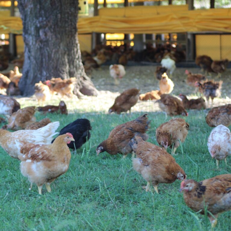 Pollo orgánico Cocorokeen, ¿por qué incorporarlo a tu alimentación?