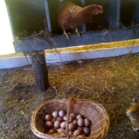 huevo orgánico certificado