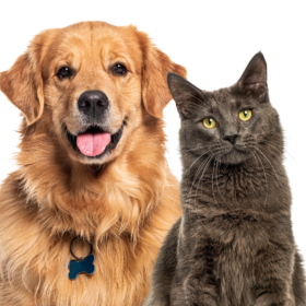 barf, snack y medallones.